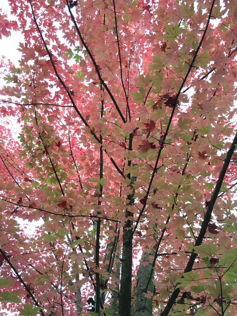 Illustration for article titled 48 Photos Of Autumn Around The World